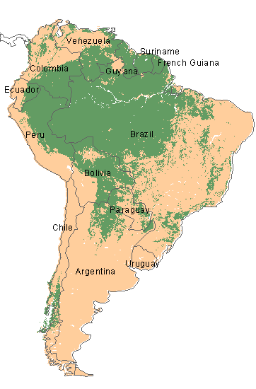 South America forests